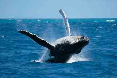 Overpicking Wild Mushrooms, Air Bag Pollution and Adopt a Whale Program